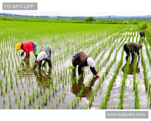 大米种植技术创新与可持续发展路径探索：提升产量与环境保护的双重挑战